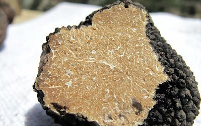 TERRAE TUBERA, LAS TRUFAS EN EL MUNDO ROMANO