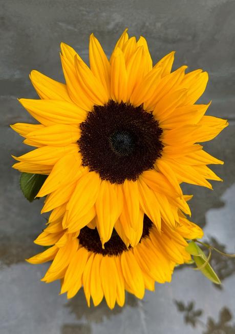 Casi “Hola, Otoño”. Casi “Hola, Otoño”.