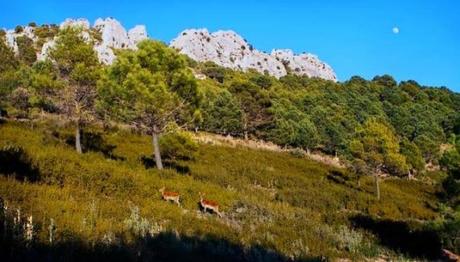 Rutas de senderismo en Frigiliana Rutas de senderismo en Frigiliana