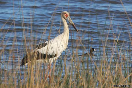 Gran Día Mundial de las Aves (octubre de 2023)