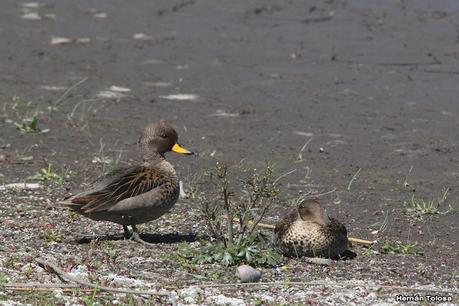 Gran Día Mundial de las Aves (octubre de 2023)