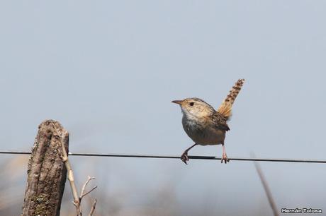 Gran Día Mundial de las Aves (octubre de 2023)