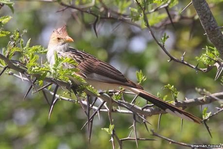 Gran Día Mundial de las Aves (octubre de 2023)
