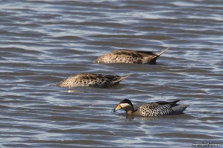 Gran Día Mundial de las Aves (octubre 2023) Gran Día Mundial de las Aves (octubre 2023)
