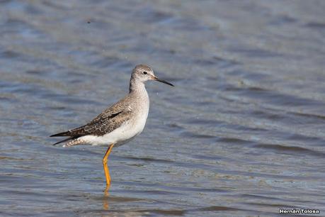 Gran Día Mundial de las Aves (octubre 2023) Gran Día Mundial de las Aves (octubre 2023)