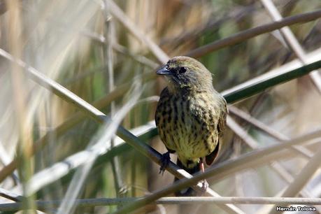 Gran Día Mundial de las Aves (octubre 2023)