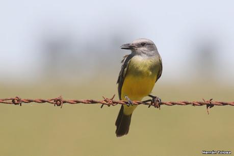 Gran Día Mundial de las Aves (octubre 2023) Gran Día Mundial de las Aves (octubre 2023)