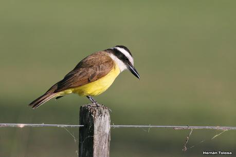 Gran Día Mundial de las Aves (octubre 2023) Gran Día Mundial de las Aves (octubre 2023)