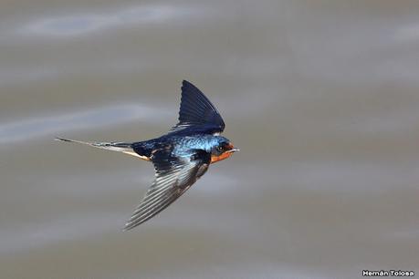 Gran Día Mundial de las Aves (octubre 2023) Gran Día Mundial de las Aves (octubre 2023)
