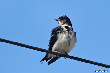 Gran Día Mundial de las Aves (octubre 2023) Gran Día Mundial de las Aves (octubre 2023)