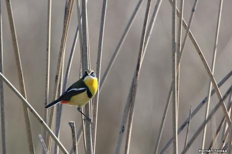 Gran Día Mundial de las Aves (octubre 2023) Gran Día Mundial de las Aves (octubre 2023)