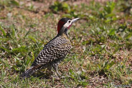 Gran Día Mundial de las Aves (octubre 2023) Gran Día Mundial de las Aves (octubre 2023)
