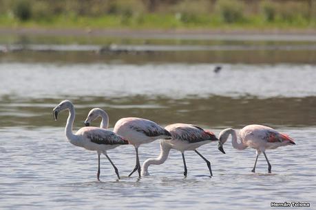 Gran Día Mundial de las Aves (octubre 2023) Gran Día Mundial de las Aves (octubre 2023)