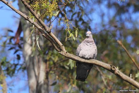 Gran Día Mundial de las Aves (octubre 2023)