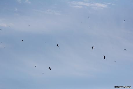 Gran Día Mundial de las Aves (octubre 2023) Gran Día Mundial de las Aves (octubre 2023)