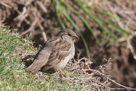 Gran Día Mundial de las Aves (octubre 2023) Gran Día Mundial de las Aves (octubre 2023)