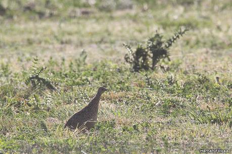 Gran Día Mundial de las Aves (octubre 2023) Gran Día Mundial de las Aves (octubre 2023)
