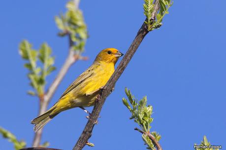 Gran Día Mundial de las Aves (octubre 2023) Gran Día Mundial de las Aves (octubre 2023)