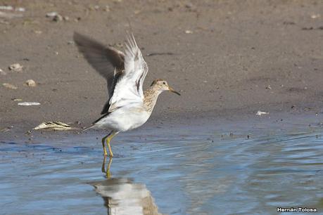 Gran Día Mundial de las Aves (octubre 2023) Gran Día Mundial de las Aves (octubre 2023)