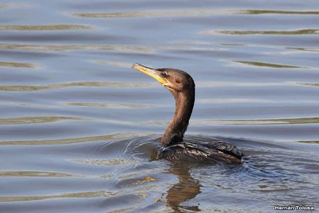Gran Día Mundial de las Aves (octubre 2023) Gran Día Mundial de las Aves (octubre 2023)