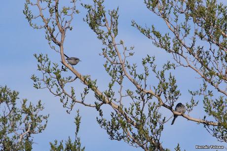 Gran Día Mundial de las Aves (octubre 2023) Gran Día Mundial de las Aves (octubre 2023)