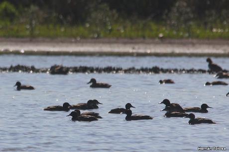 Gran Día Mundial de las Aves (octubre 2023) Gran Día Mundial de las Aves (octubre 2023)