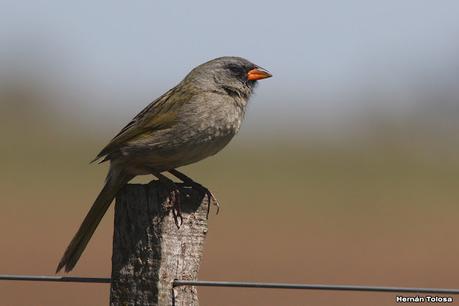 Gran Día Mundial de las Aves (octubre 2023) Gran Día Mundial de las Aves (octubre 2023)
