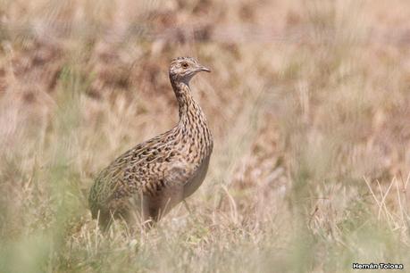 Gran Día Mundial de las Aves (octubre 2023) Gran Día Mundial de las Aves (octubre 2023)