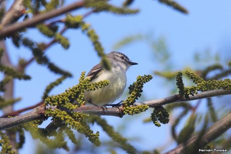 Gran Día Mundial de las Aves (octubre 2023) Gran Día Mundial de las Aves (octubre 2023)