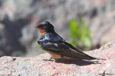 Gran Día Mundial de las Aves (octubre 2023)