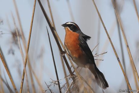Gran Día Mundial de las Aves (octubre 2023) Gran Día Mundial de las Aves (octubre 2023)