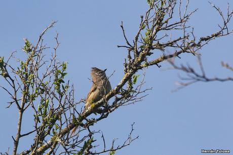 Gran Día Mundial de las Aves (octubre 2023) Gran Día Mundial de las Aves (octubre 2023)