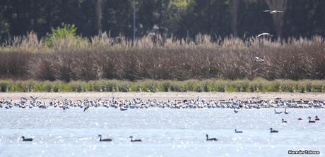 Gran Día Mundial de las Aves (octubre 2023) Gran Día Mundial de las Aves (octubre 2023)