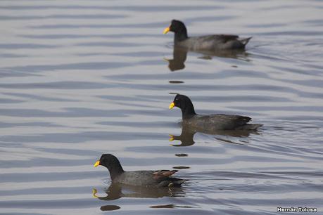Gran Día Mundial de las Aves (octubre 2023) Gran Día Mundial de las Aves (octubre 2023)