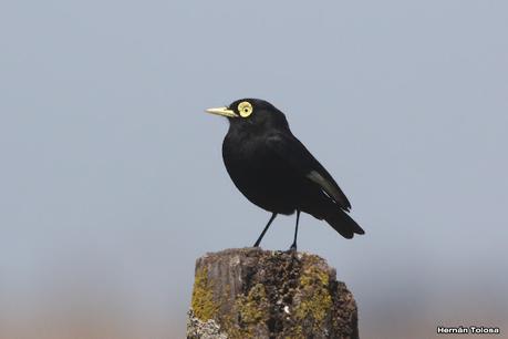 Gran Día Mundial de las Aves (octubre 2023) Gran Día Mundial de las Aves (octubre 2023)