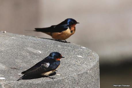 Gran Día Mundial de las Aves (octubre 2023)