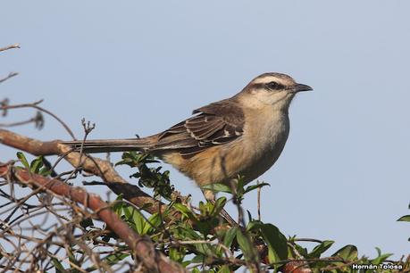 Gran Día Mundial de las Aves (octubre 2023) Gran Día Mundial de las Aves (octubre 2023)