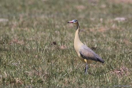 Gran Día Mundial de las Aves (octubre 2023) Gran Día Mundial de las Aves (octubre 2023)