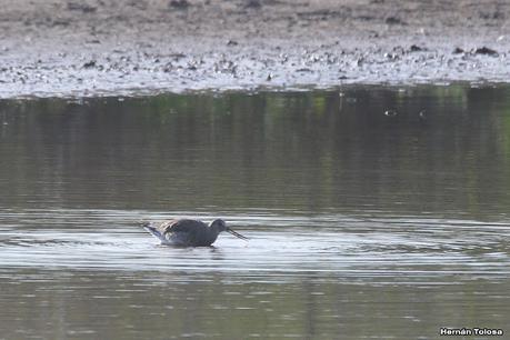 Gran Día Mundial de las Aves (octubre 2023) Gran Día Mundial de las Aves (octubre 2023)