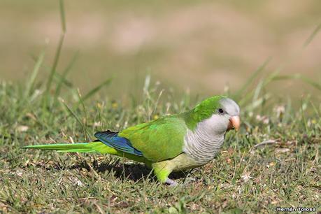 Gran Día Mundial de las Aves (octubre 2023) Gran Día Mundial de las Aves (octubre 2023)