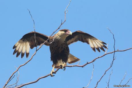 Gran Día Mundial de las Aves (octubre 2023) Gran Día Mundial de las Aves (octubre 2023)