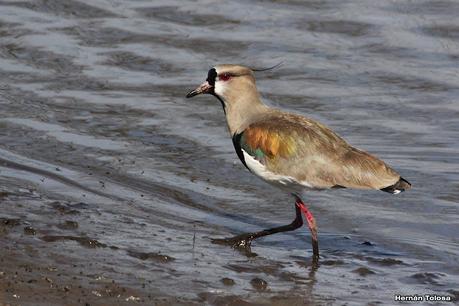 Gran Día Mundial de las Aves (octubre 2023) Gran Día Mundial de las Aves (octubre 2023)