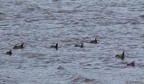Gran Día Mundial de las Aves (octubre 2023) Gran Día Mundial de las Aves (octubre 2023)