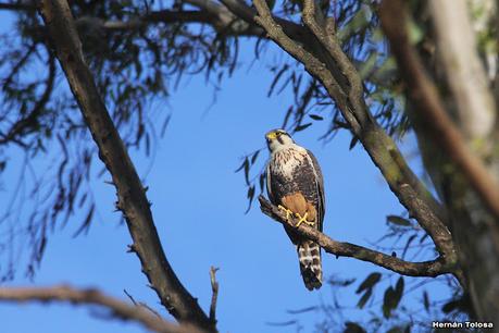 Gran Día Mundial de las Aves (octubre 2023) Gran Día Mundial de las Aves (octubre 2023)