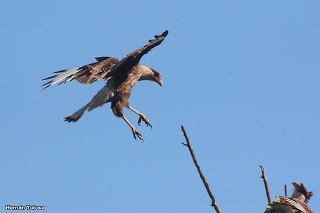 Gran Día Mundial de las Aves (octubre 2023) Gran Día Mundial de las Aves (octubre 2023)