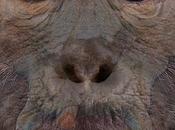 Pierolapithecus catalaunicus: muestra verdadera cara