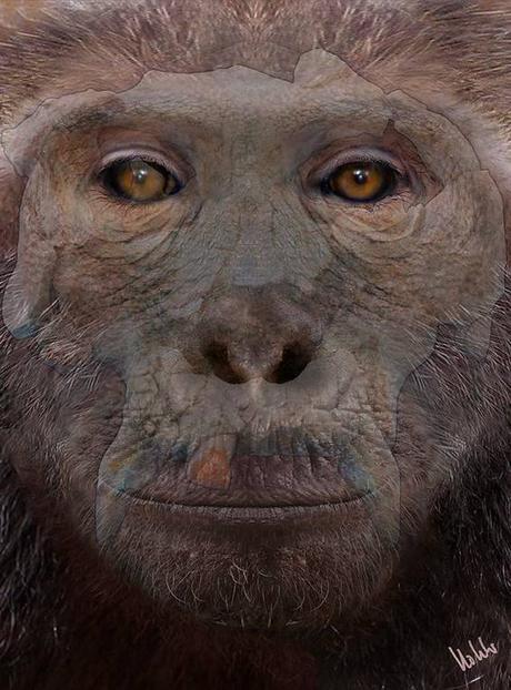Pierolapithecus catalaunicus: Pau muestra su verdadera cara
