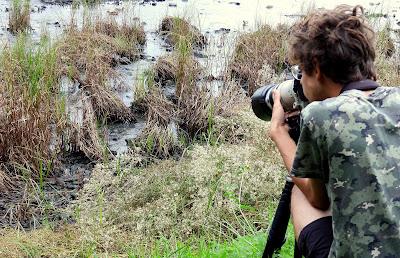 POLLUELA PINTOJA EN CUCHÍA Y OTRAS AVES ACUÁTICAS