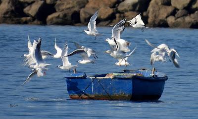 POLLUELA PINTOJA EN CUCHÍA Y OTRAS AVES ACUÁTICAS