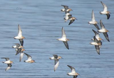 POLLUELA PINTOJA EN CUCHÍA Y OTRAS AVES ACUÁTICAS